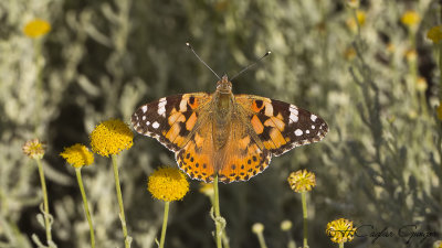 Painted Lady - Vanessa cardui - Diken kelebeği