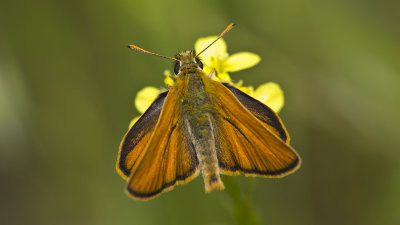 Small skipper - Thymelicus sylvestris - Sarı antenli zıpzıp