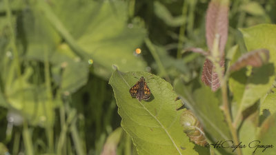 Chequered skipper - Carterocephalus palaemon - Sarı Benekli Zıpzıp