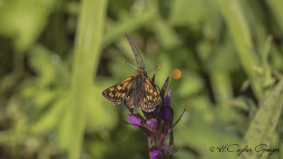 Chequered skipper - Carterocephalus palaemon - Sarı Benekli Zıpzıp