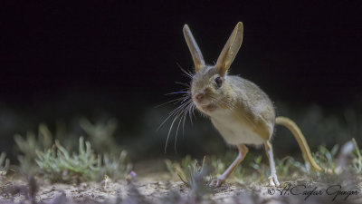 William's Jerboa - Allactaga williamsi - Araptavşanı