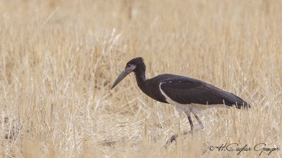 Abdim's Stork - Ciconia abdimii - Abdim leyleği