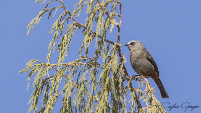 Abyssinian Catbird - Parophasma galinieri - Habeş kedikuşu