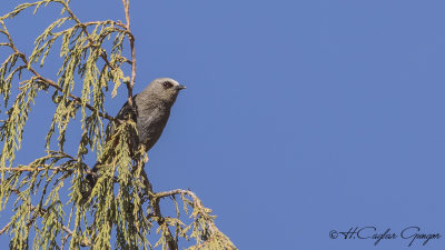 Abyssinian Catbird - Parophasma galinieri - Habeş kedikuşu