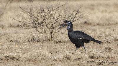Abyssinian Ground Hornbill - Bucorvus abyssinicus - Habeş yer boynuzgagası