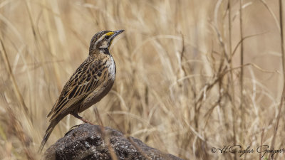 Abyssinian Longclaw - Macronyx flavicollis - Habeş uzuntırnaklısı