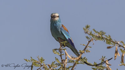 Abyssinian Roller - Coracias abyssinicus - Habeş gökkuzgunu