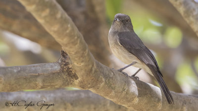 Abyssinian Slaty Flycatcher - Melaenornis chocolatinus