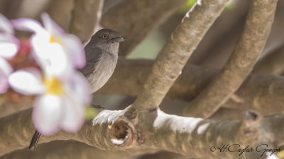 Abyssinian Slaty Flycatcher - Melaenornis chocolatinus