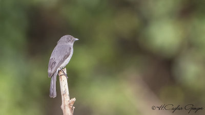 Abyssinian Slaty Flycatcher - Melaenornis chocolatinus