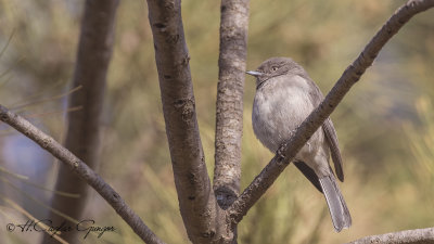 Abyssinian Slaty Flycatcher - Melaenornis chocolatinus