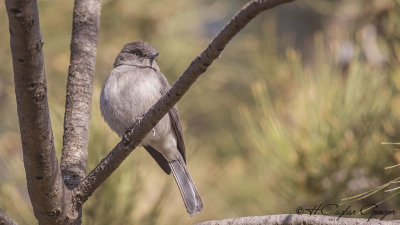 Abyssinian Slaty Flycatcher - Melaenornis chocolatinus