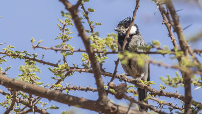 Somali (Acacia) Tit - Melaniparus thruppi - Somali (Akasya) baştankarası