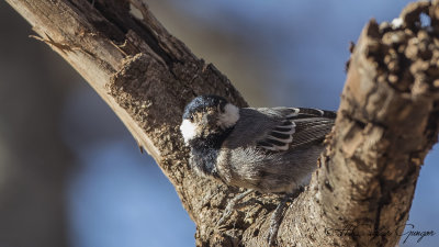 Somali (Acacia) Tit - Melaniparus thruppi - Somali (Akasya) baştankarası