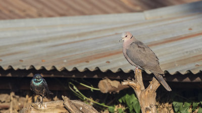 Doves - Pigeons