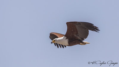 African Fish Eagle - Haliaeetus vocifer - Afrika balık kartalı