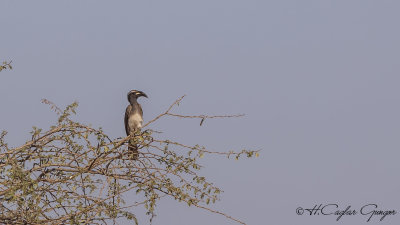 African Grey Hornbill - Lophoceros nasutus - Afrika gri boynuzgagası