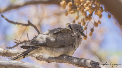 Mourning Collared Dove - Streptopelia decipiens