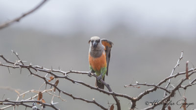 Red-bellied Parrot - Poicephalus rufiventris