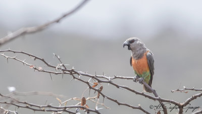 Red-bellied Parrot - Poicephalus rufiventris