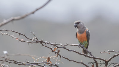 Red-bellied Parrot - Poicephalus rufiventris