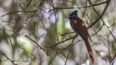 African Paradise Flycatcher - Terpsiphone viridis - Afrika cennet sinekkapanı