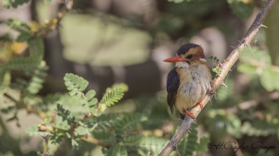 African Pygmy Kingfisher - Ispidina picta - Afrika cüce yalıçapkını