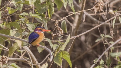African Pygmy Kingfisher - Ispidina picta - Afrika cüce yalıçapkını