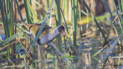 Allen's Gallinule - Porphyrio alleni - Küçük sazhorozu