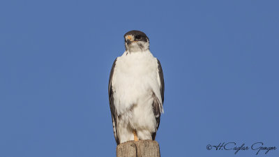 Augur Buzzard - Buteo augur