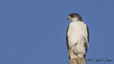 Augur Buzzard - Buteo augur