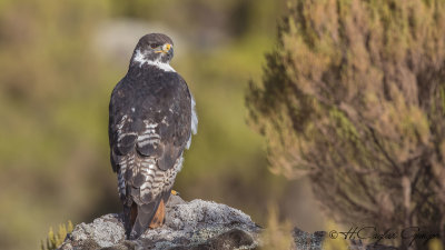 Augur Buzzard - Buteo augur