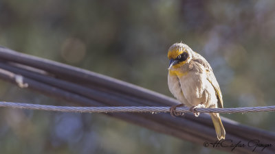 Baglafecht Weaver - Ploceus baglafecht