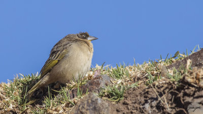 Baglafecht Weaver - Ploceus baglafecht