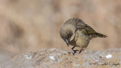 Baglafecht Weaver - Ploceus baglafecht