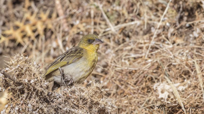 Baglafecht Weaver - Ploceus baglafecht