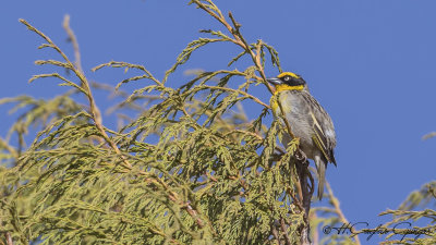 Baglafecht Weaver - Ploceus baglafecht