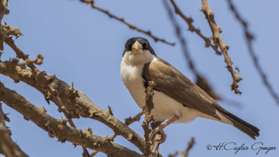 Black-capped Social Weaver - Pseudonigrita cabanisi