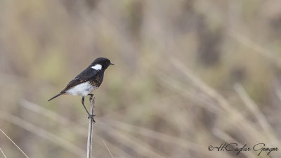 African Stonechat - Saxicola torquatus - Afrika taşkuşu