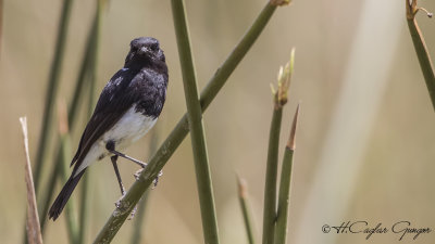 African Stonechat - Saxicola torquatus - Afrika taşkuşu