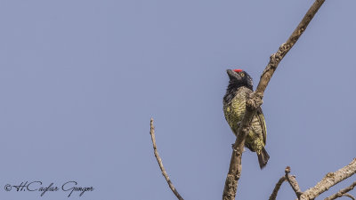 Banded Barbet - Lybius undatus