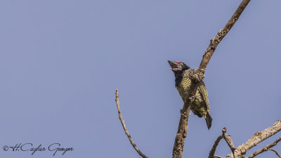 Banded Barbet - Lybius undatus