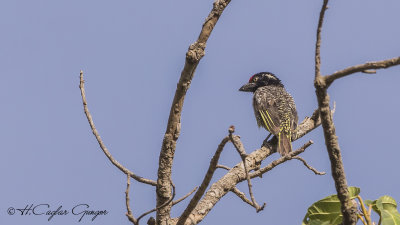 Banded Barbet - Lybius undatus
