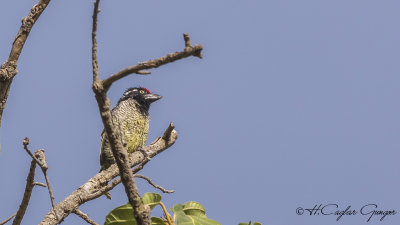 Banded Barbet - Lybius undatus
