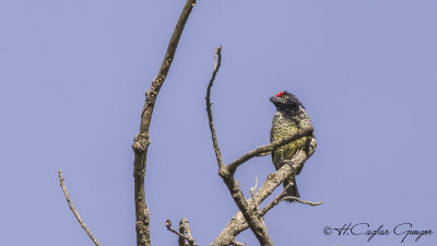 Banded Barbet - Lybius undatus