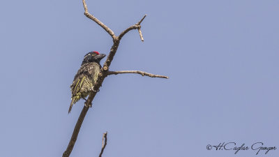 Banded Barbet - Lybius undatus