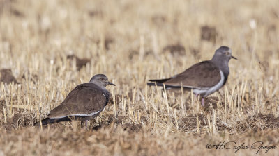 Black-winged Lapwing - Vanellus melanopterus