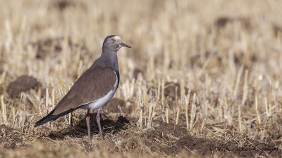 Black-winged Lapwing - Vanellus melanopterus