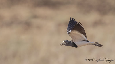 Black-winged Lapwing - Vanellus melanopterus