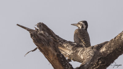 Bearded Woodpecker - Chloropicus namaquus
